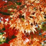 YOLO HOTELに宿り、紅葉狩りの旅を「優しさと分かち合いを胸にしまう」時間に